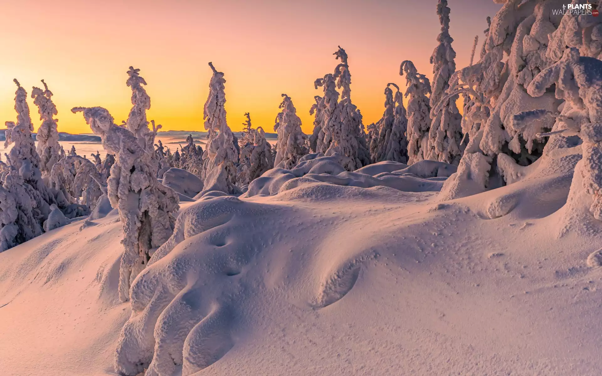 viewes, drifts, Great Sunsets, snow, Sky, trees, winter, Field