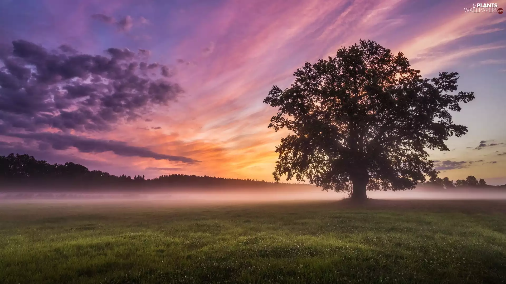 viewes, Fog, clouds, Great Sunsets, Sky, trees, Field, color