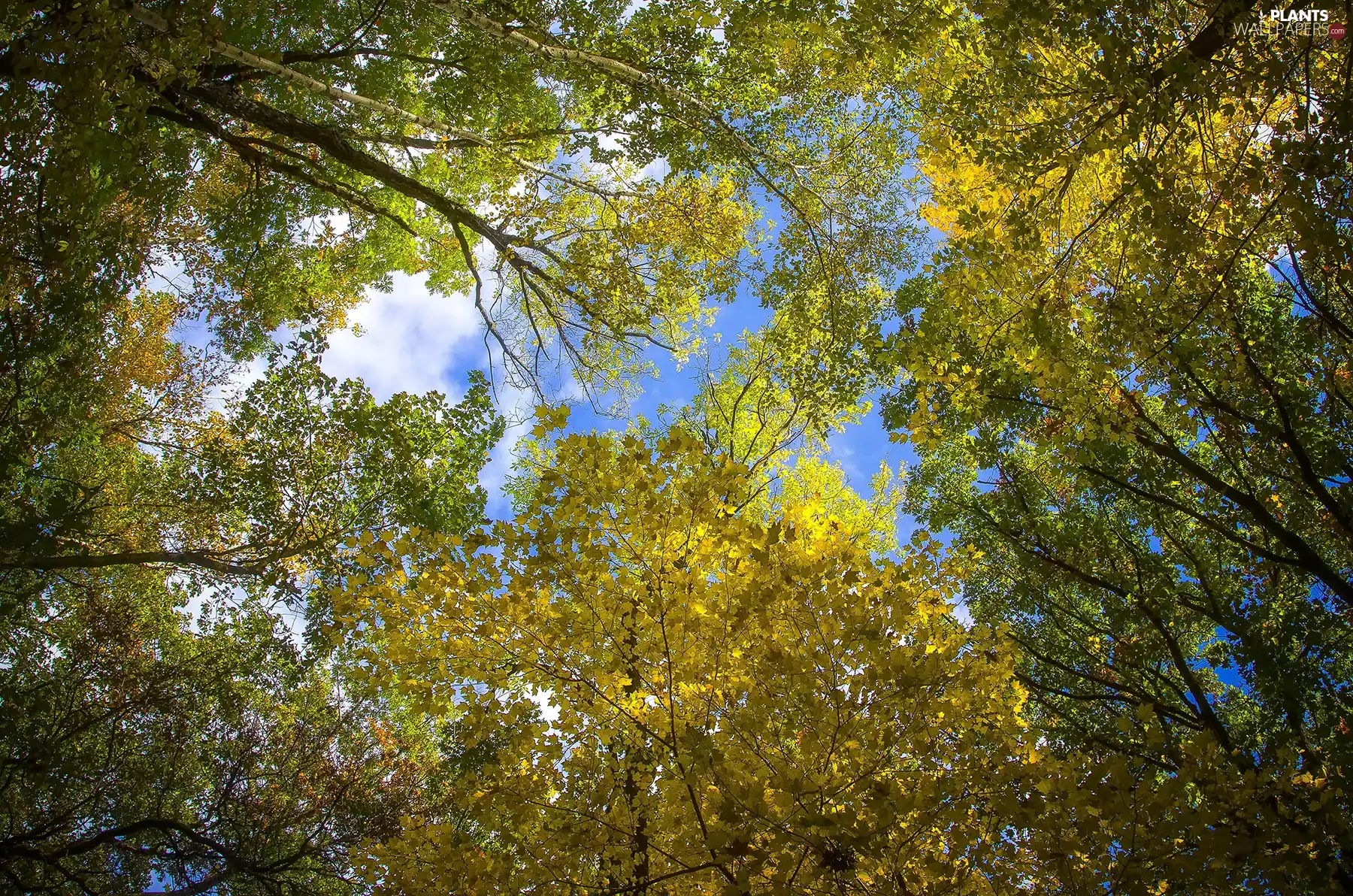trees, Leaf, Sky, viewes