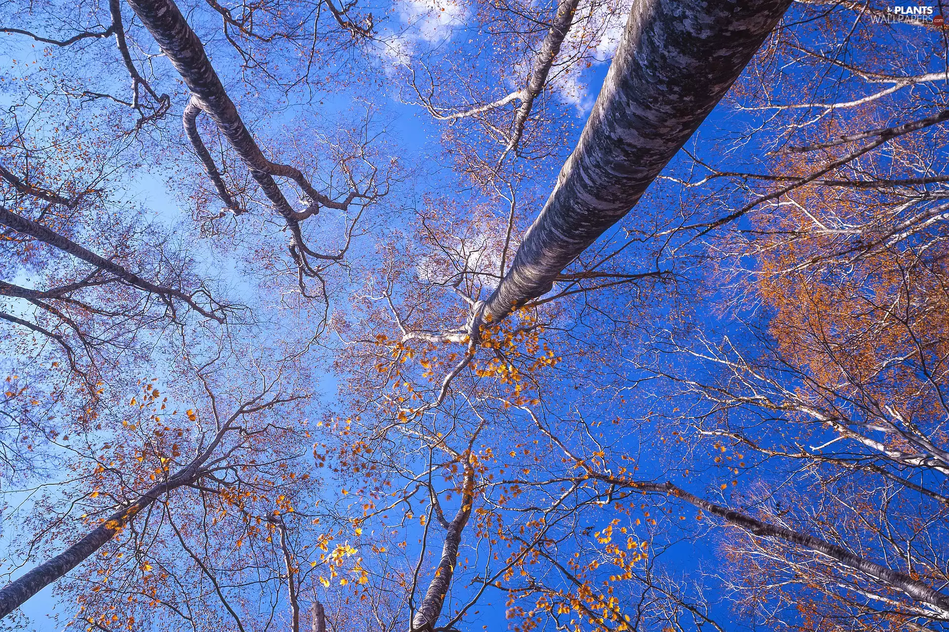 trees, vertices, Sky, viewes