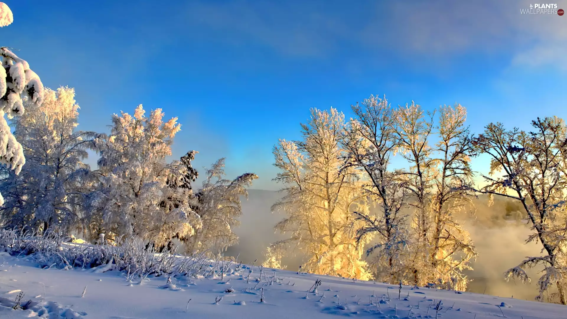 trees, winter, Sky, viewes