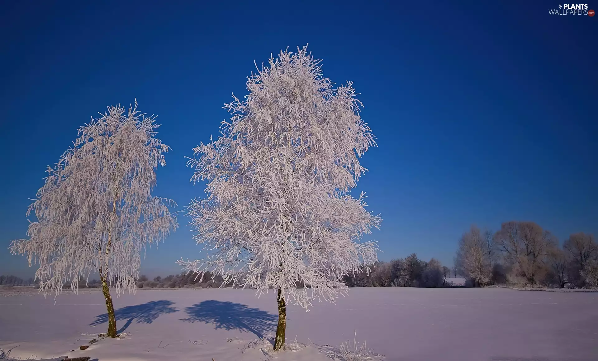 trees, rime, snow, viewes