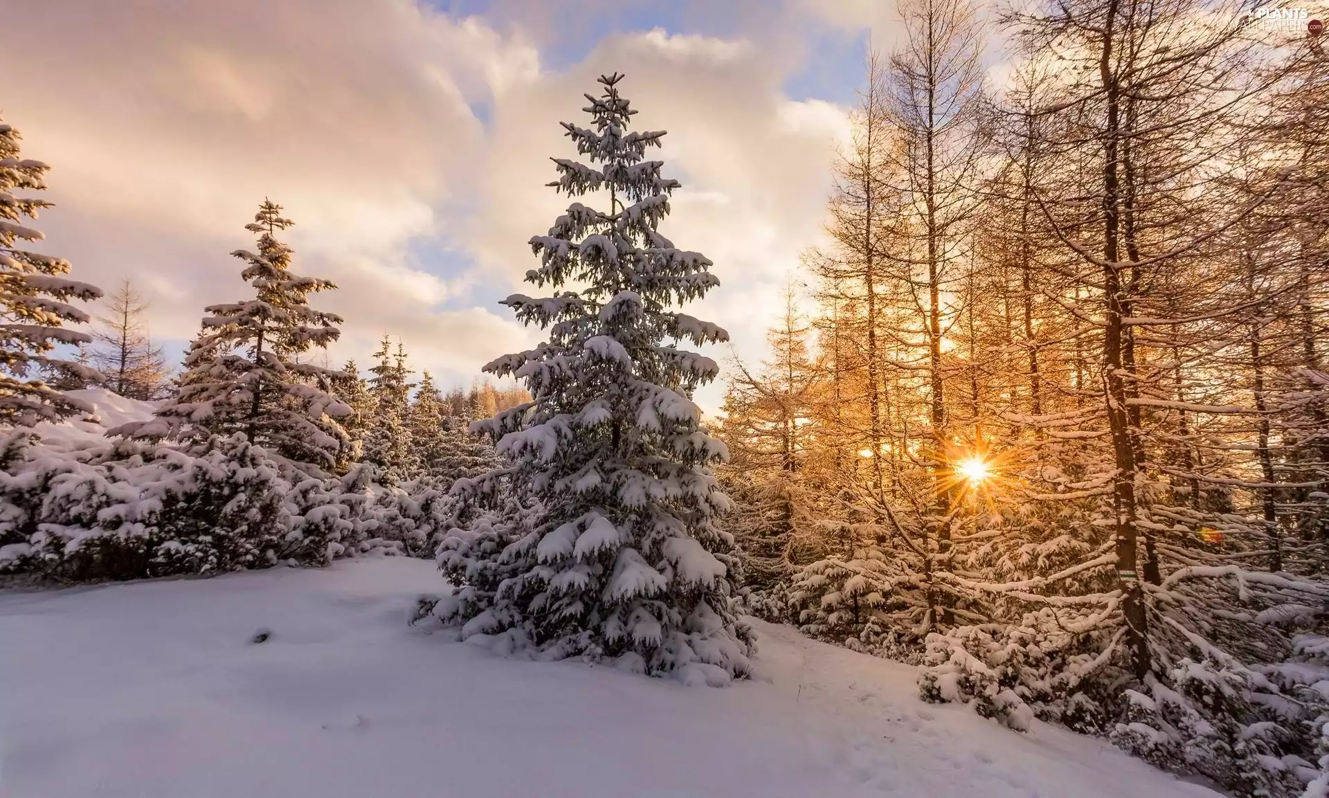 trees, sun, snow, viewes