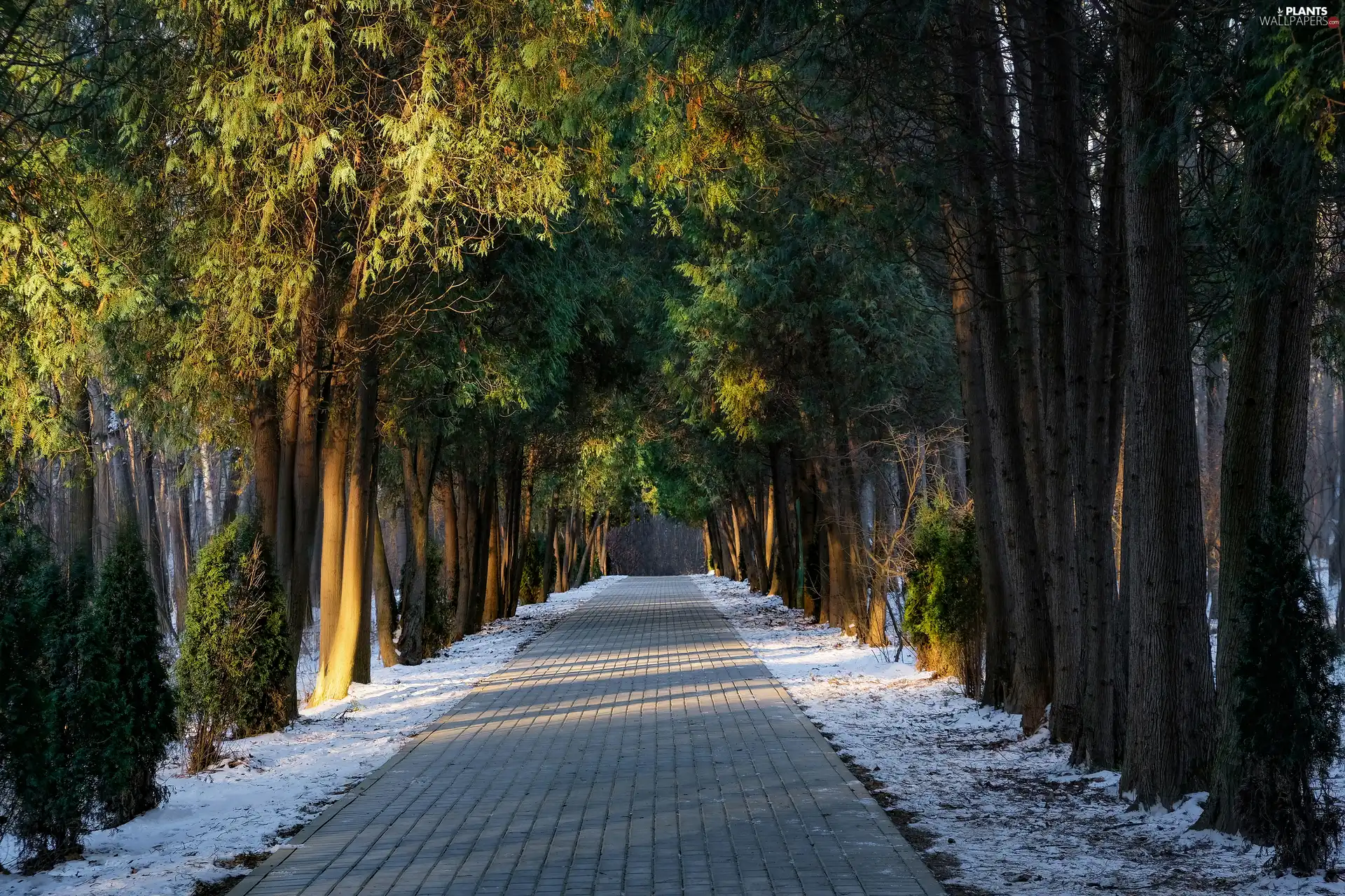 trees, Way, snow, viewes