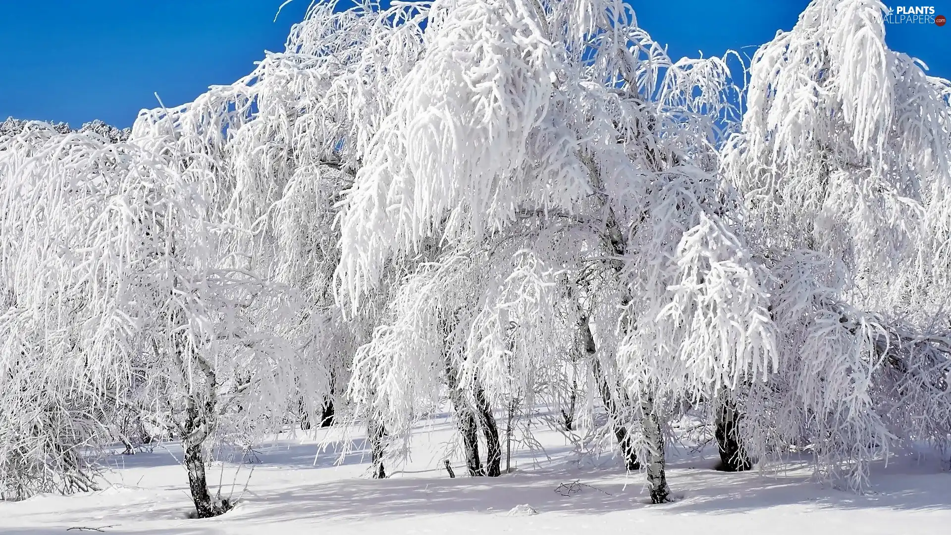 viewes, Snowy, trees