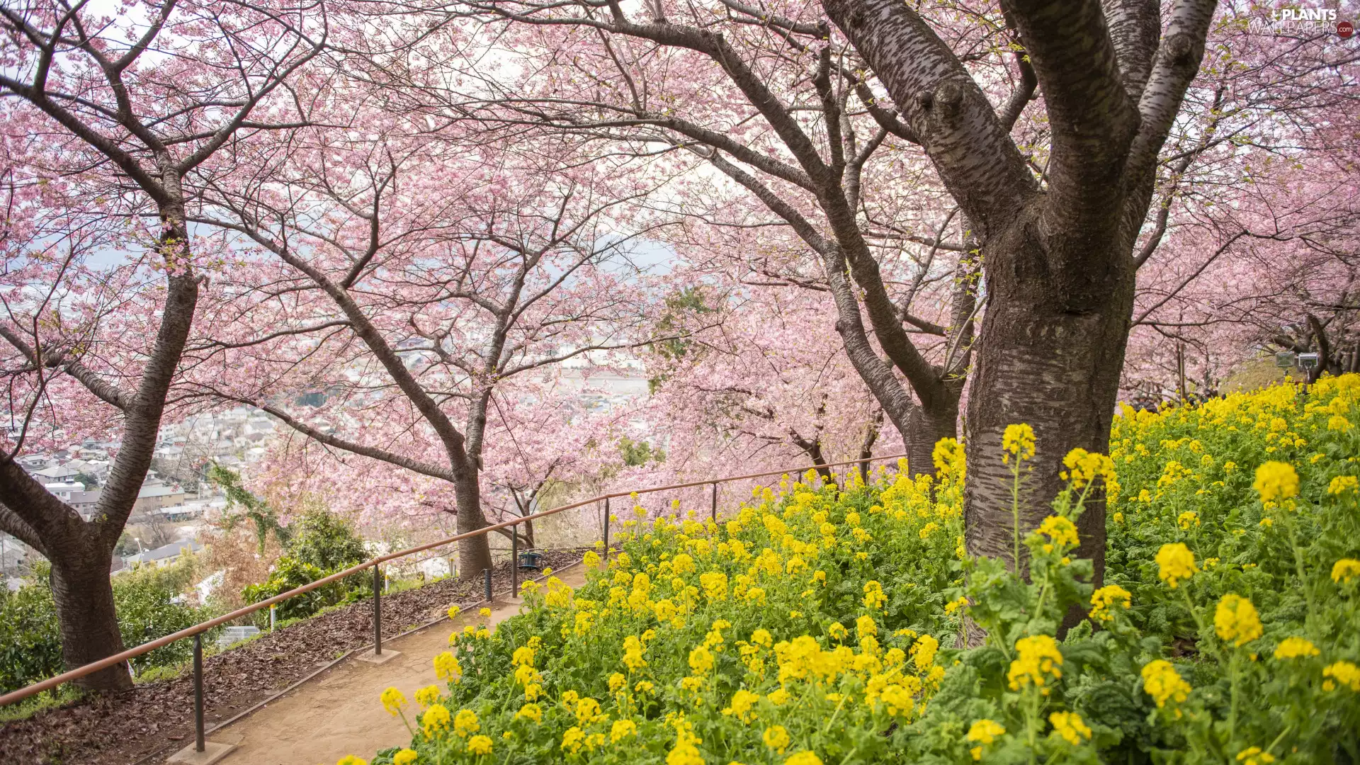 trees, Flowers, Spring, viewes