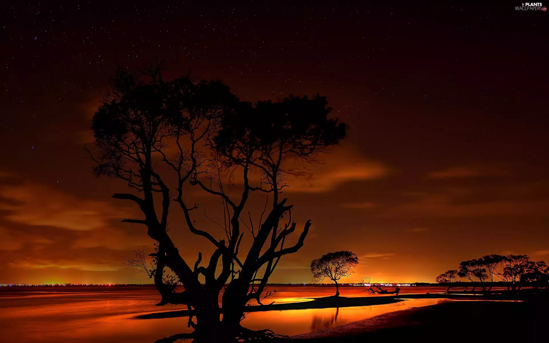 trees, Night, star, viewes