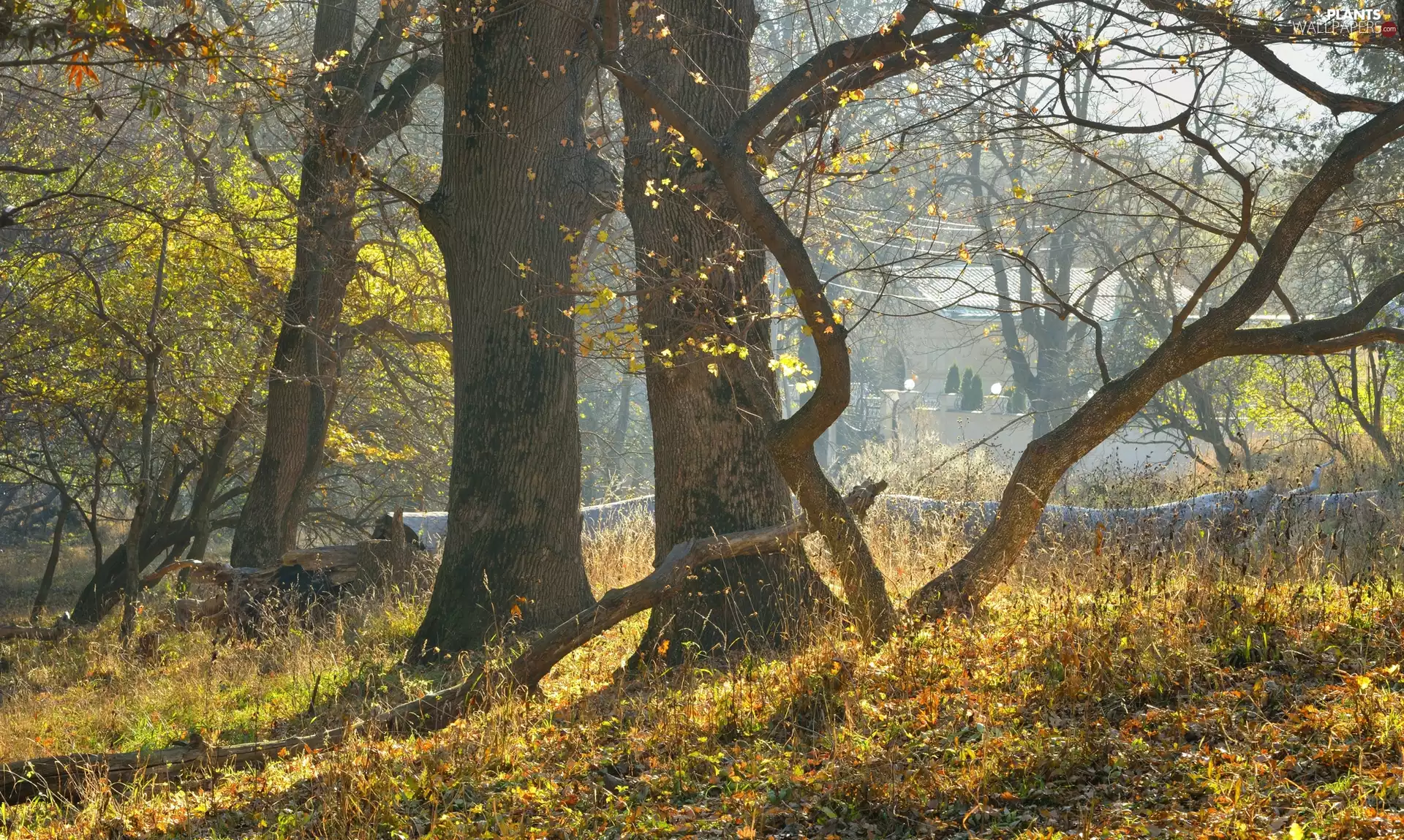 trees, bent, Stems, viewes