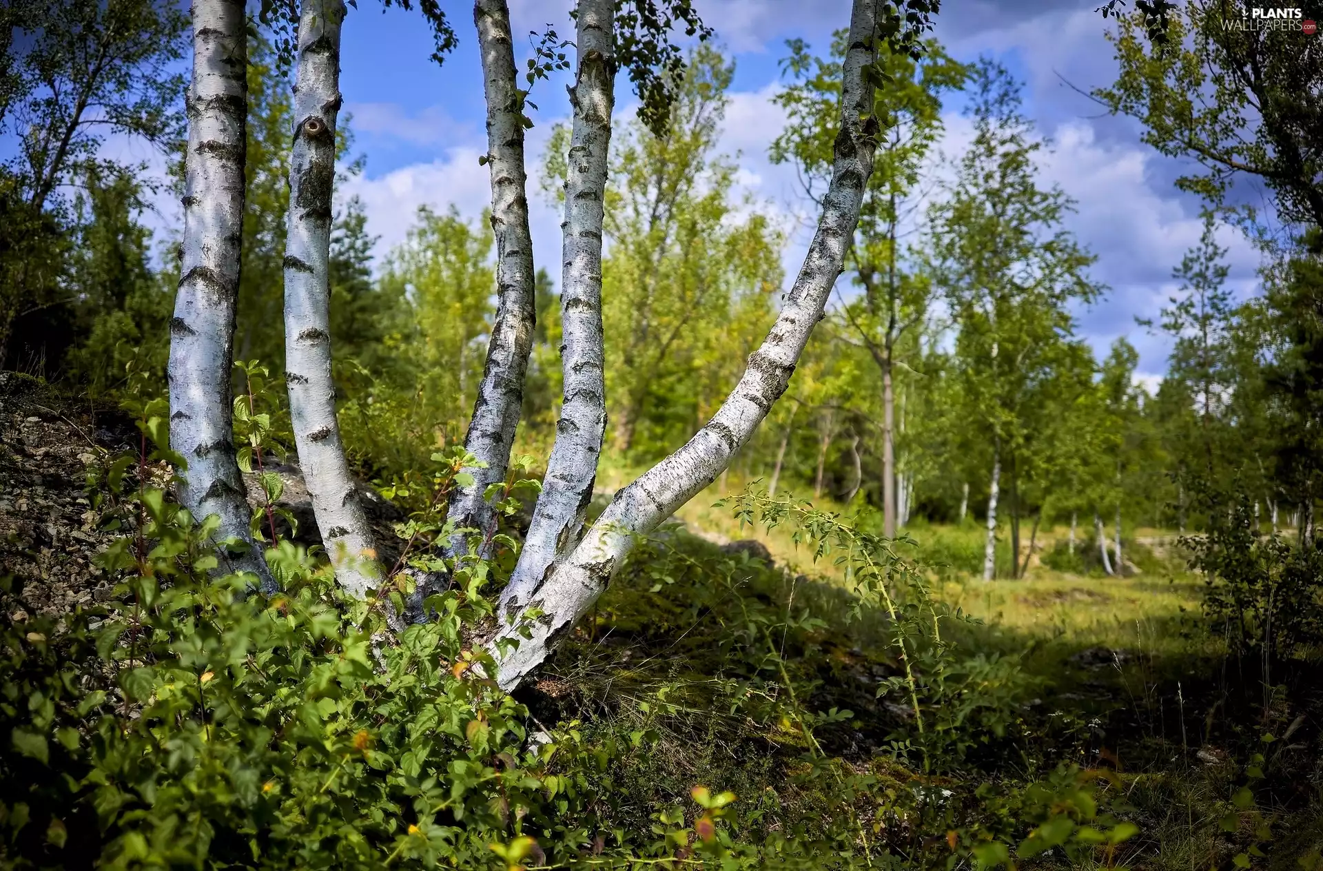 trees, birch, Stems, viewes