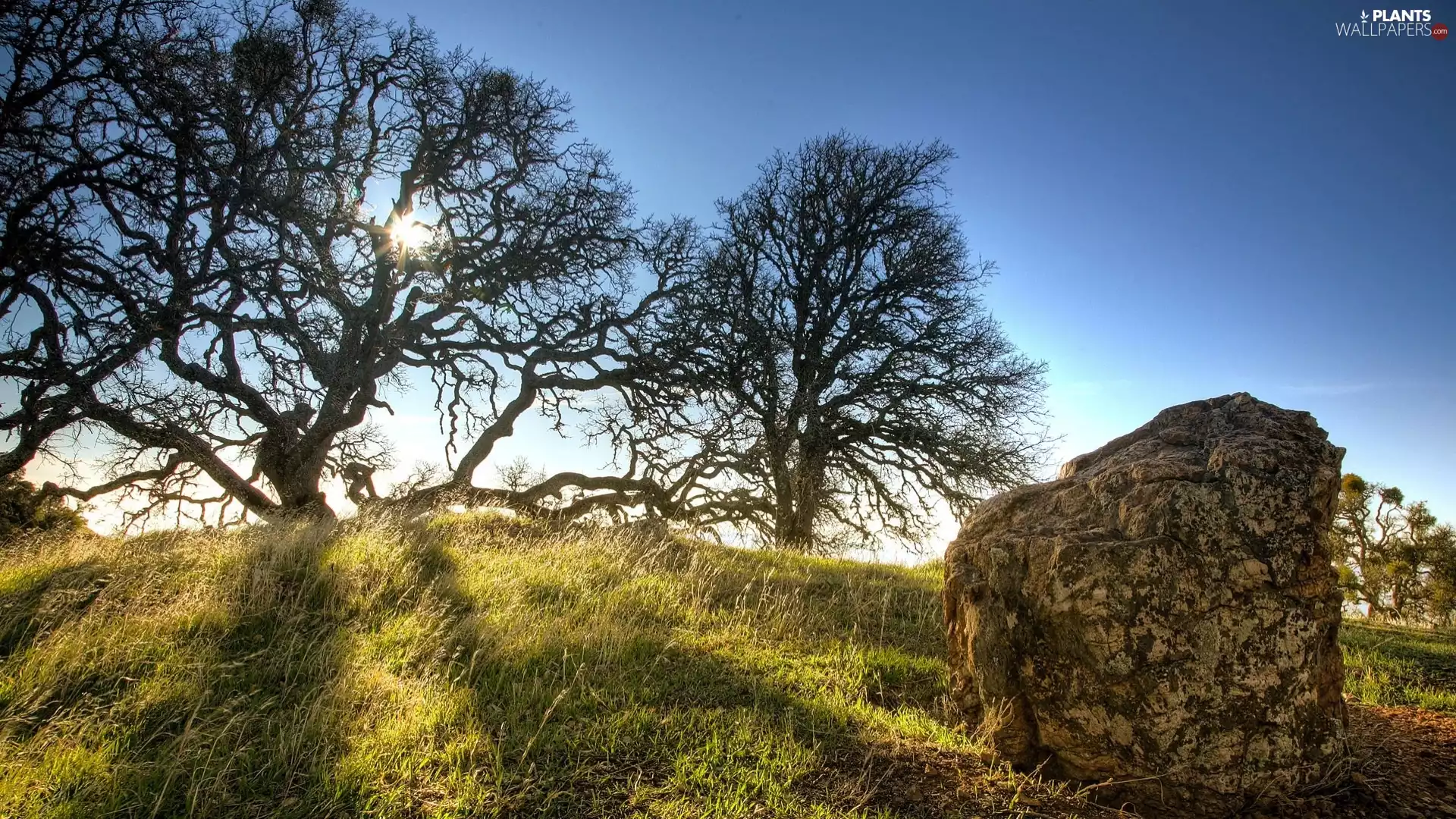 trees, Meadow, Stone, viewes