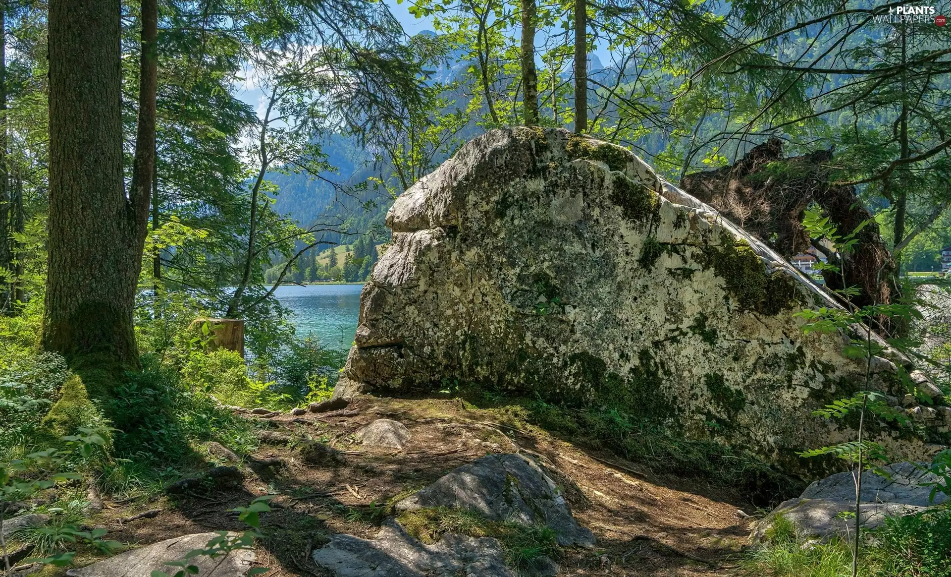 trees, stone, Stone, viewes