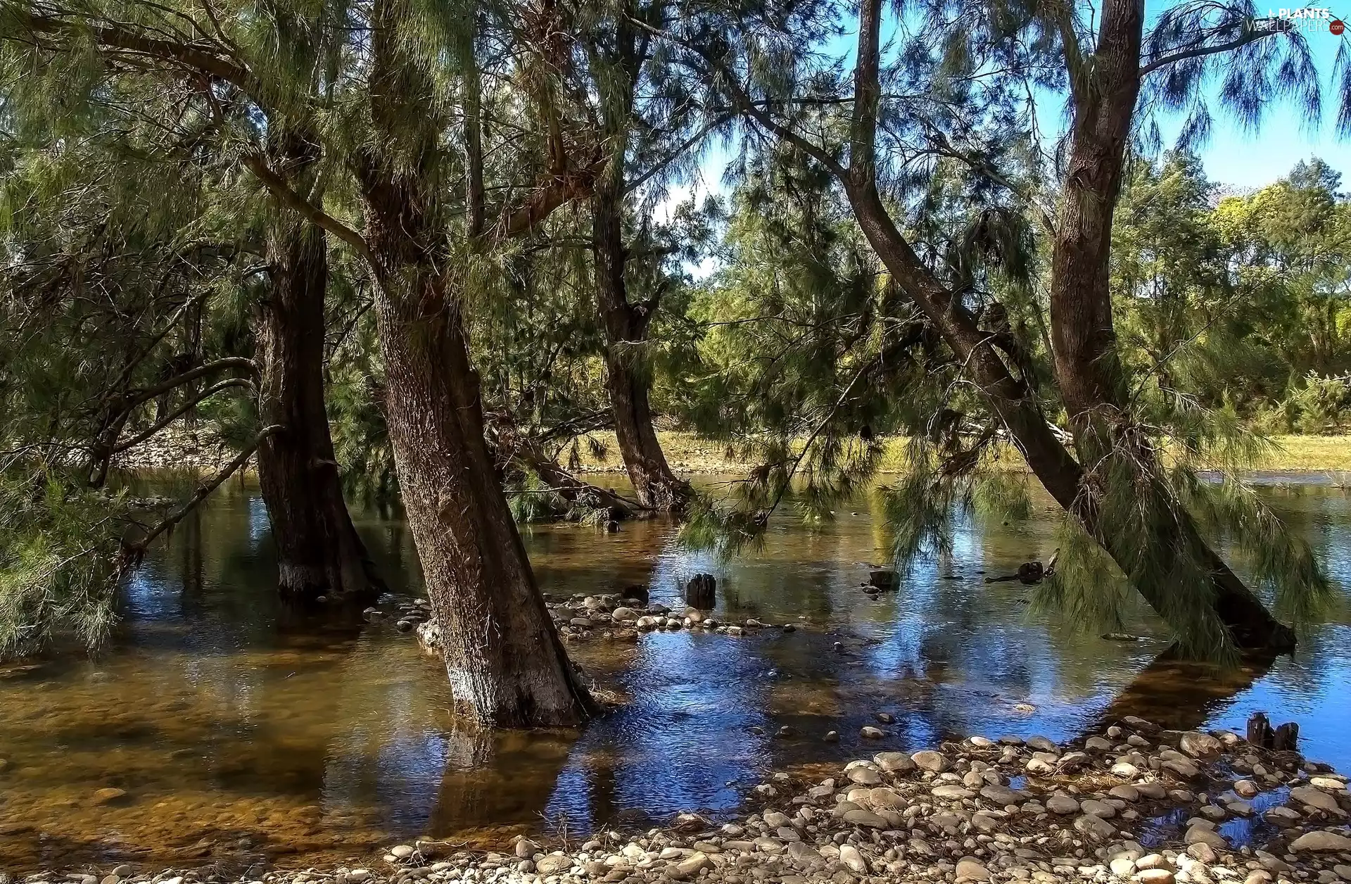 trees, brook, Stones, viewes