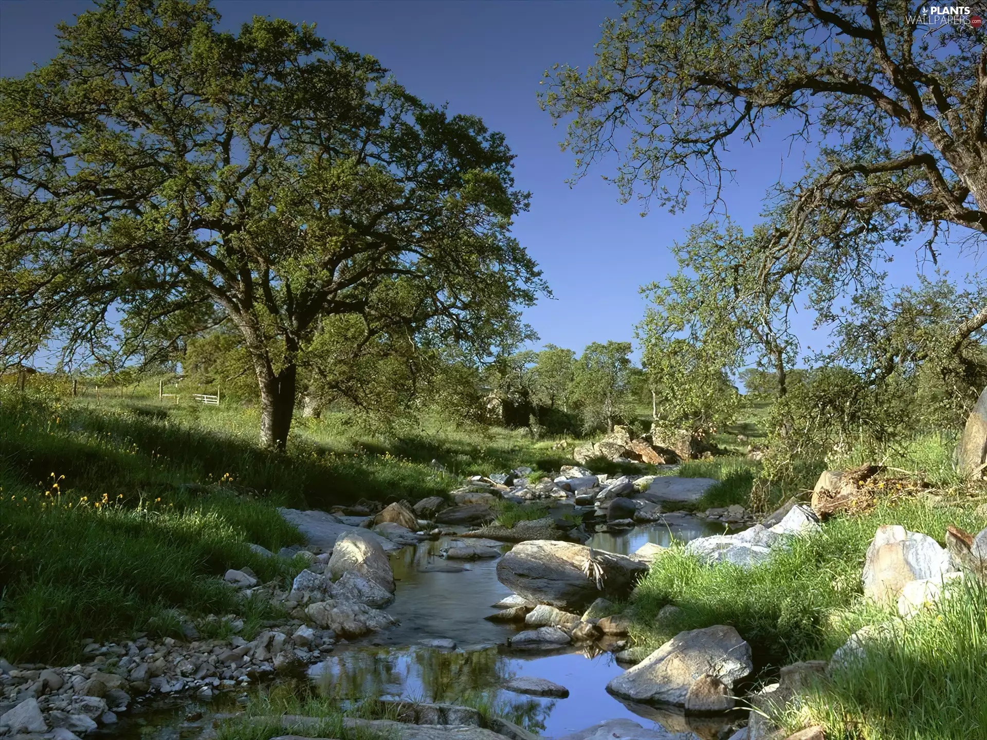 trees, brook, Stones, viewes