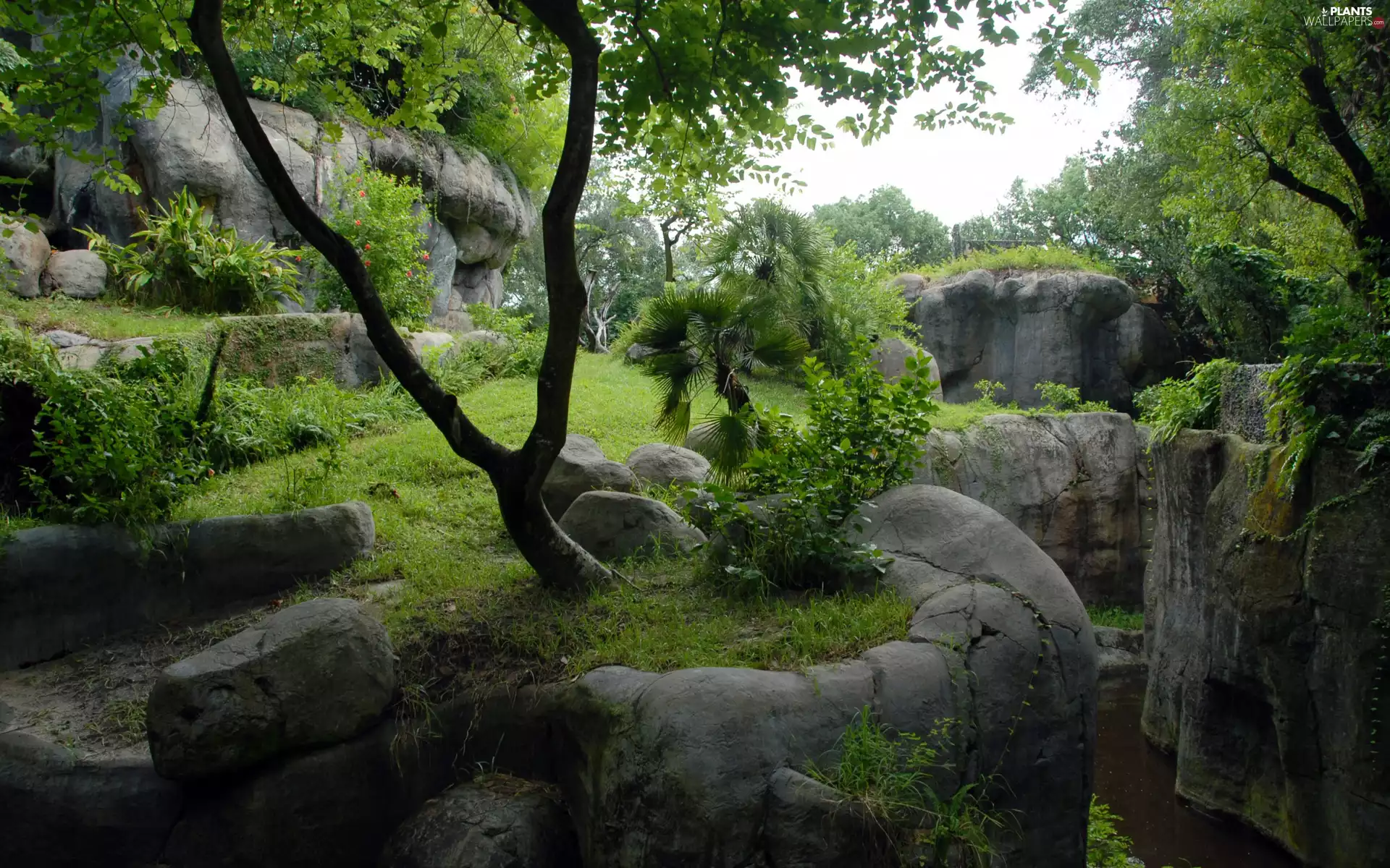 trees, rocks, Stones, viewes