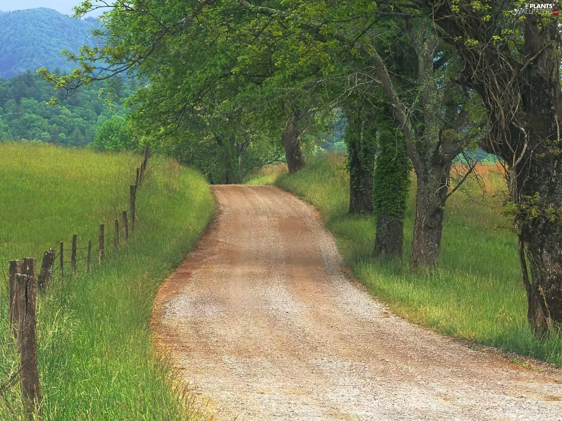 viewes, Street, trees