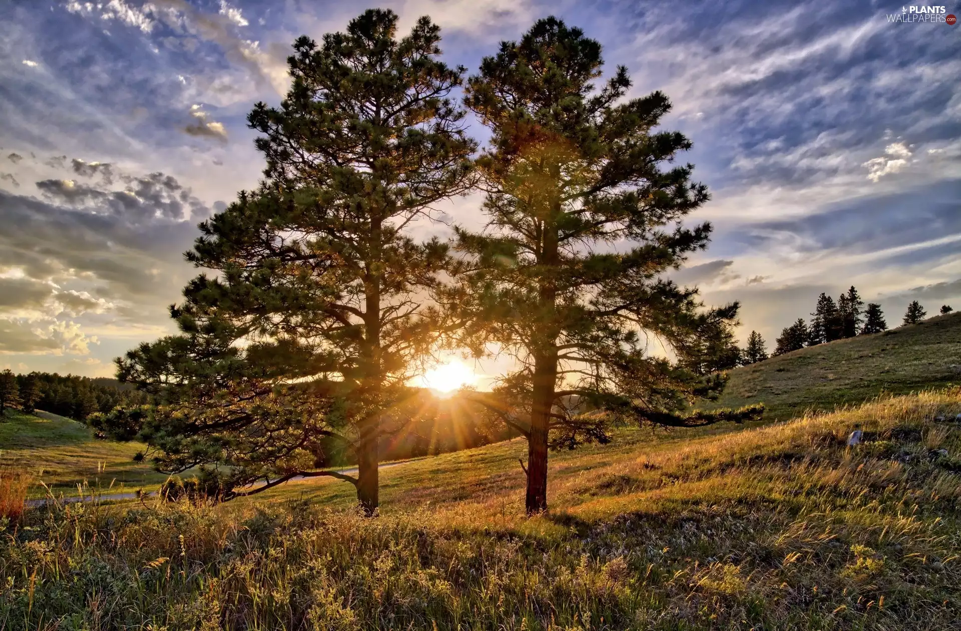 trees, east, sun, viewes