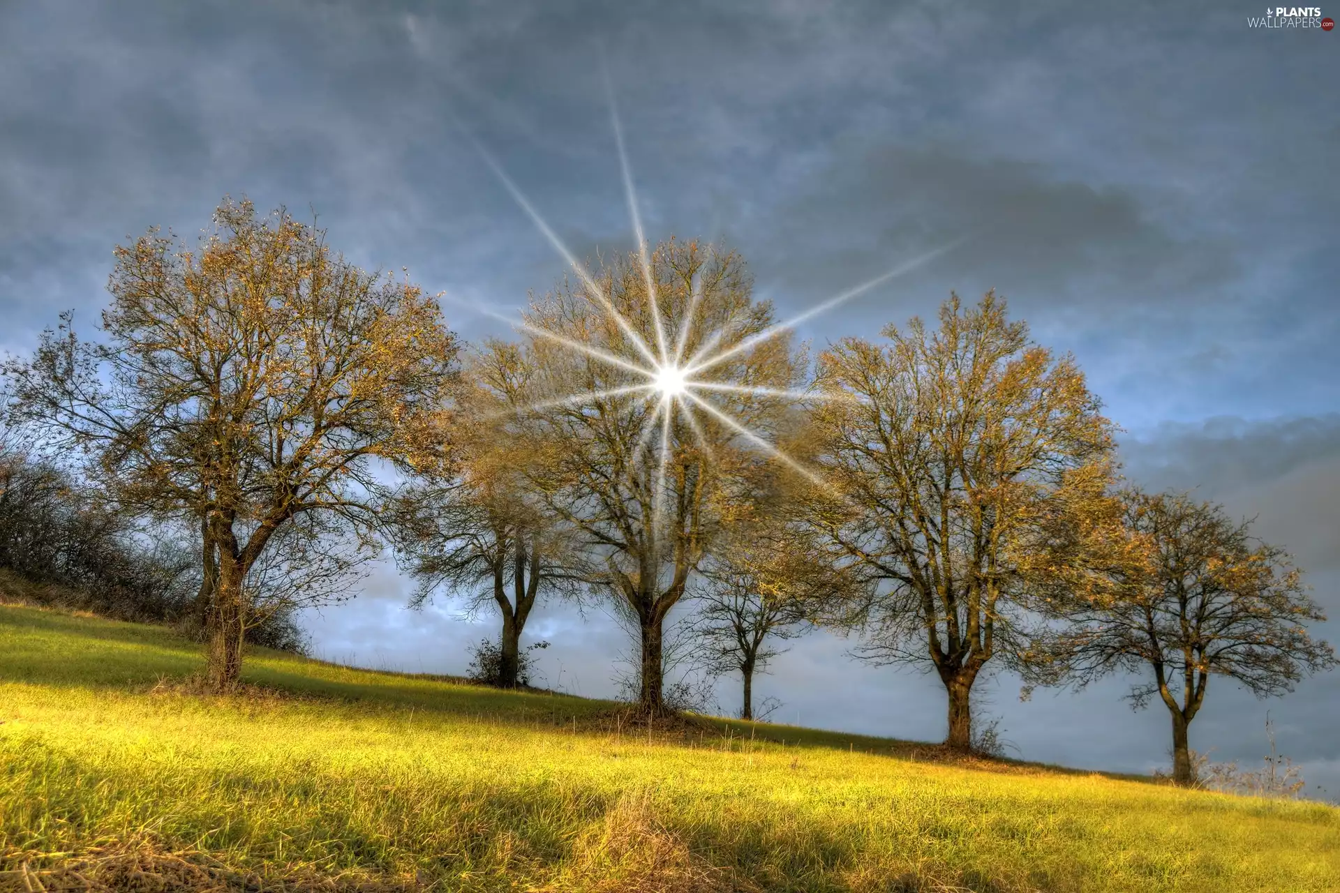 trees, rays, sun, viewes