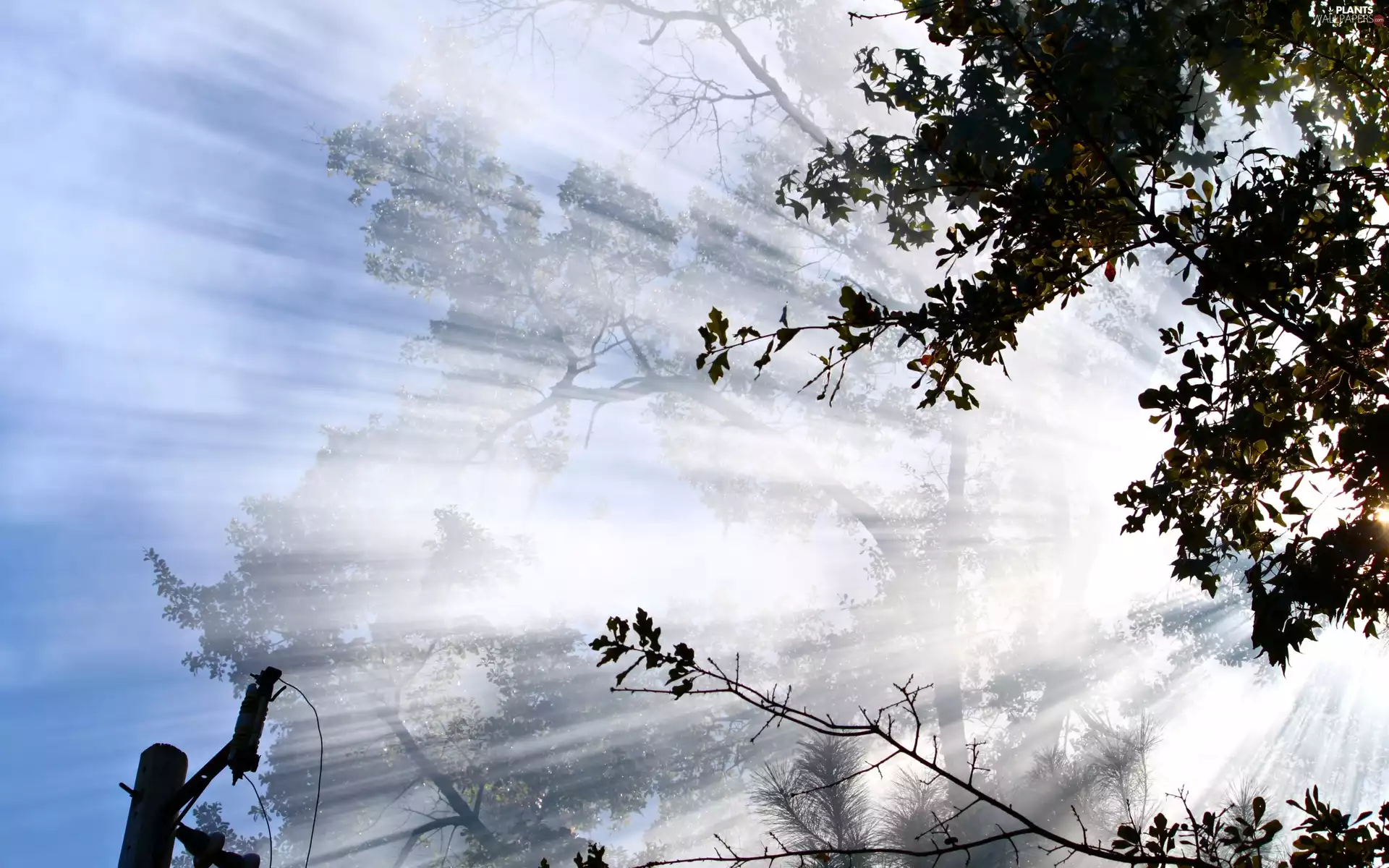 trees, rays, sun, viewes