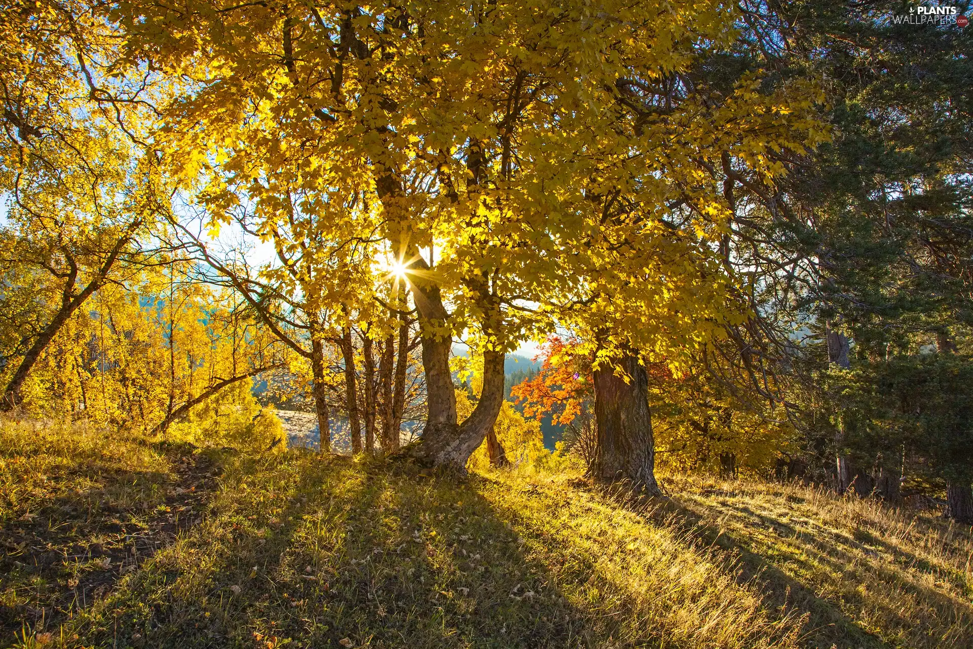 trees, rays, sun, viewes