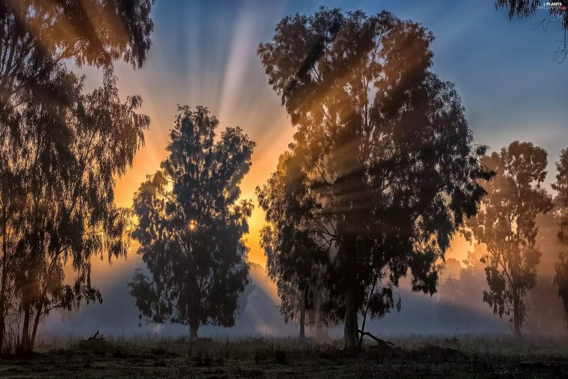 trees, rays, sun, viewes