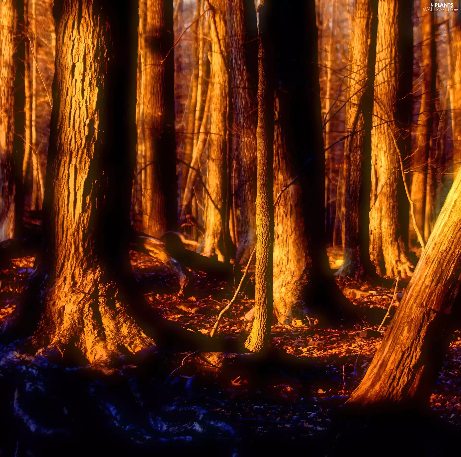 trees, rays, sun, viewes