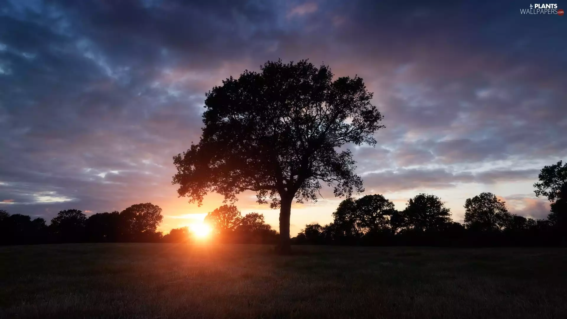 clouds, Great Sunsets, viewes, Meadow, trees