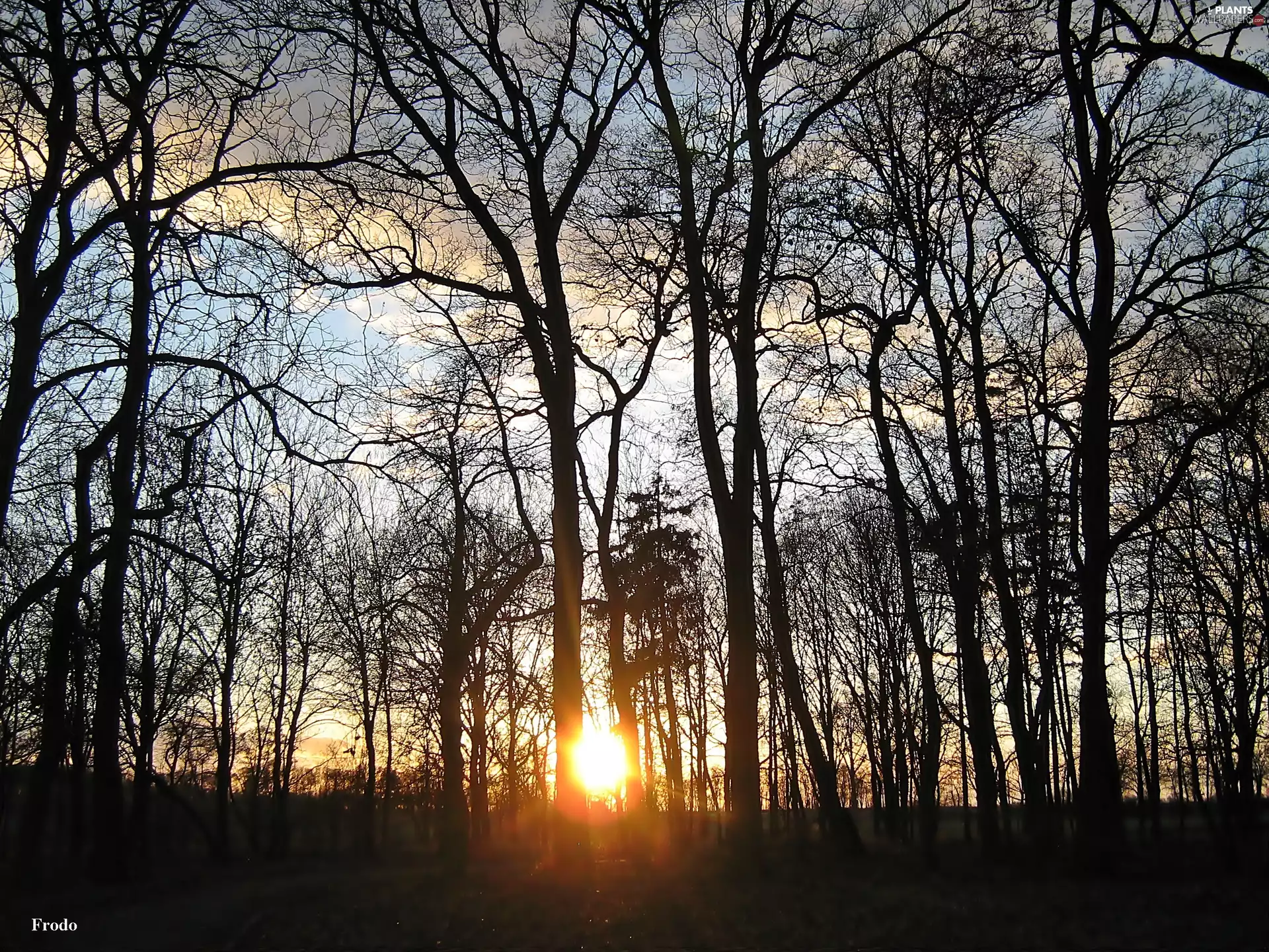 clouds, Great Sunsets, viewes, Sky, trees