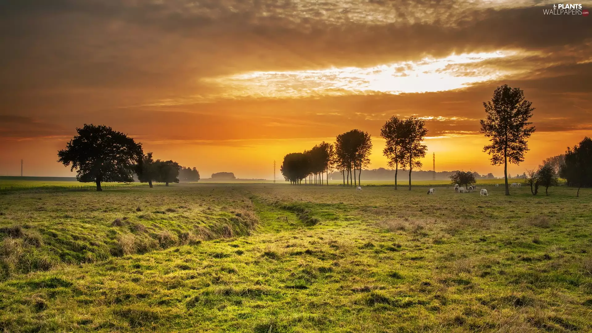 Cows, Great Sunsets, viewes, Meadow, trees