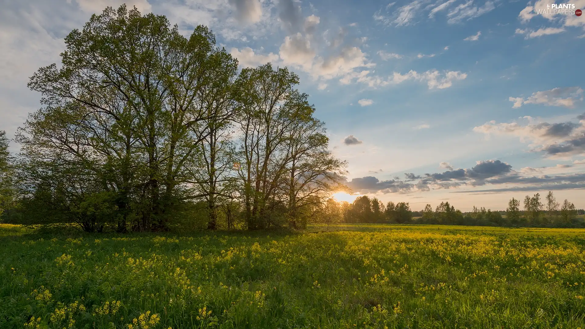 Spring, Great Sunsets, viewes, Meadow, trees