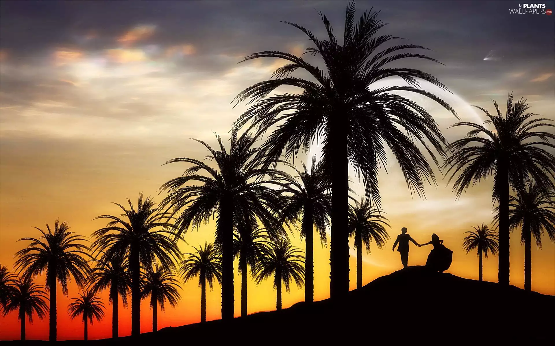 Steam, Great Sunsets, viewes, Palms, trees