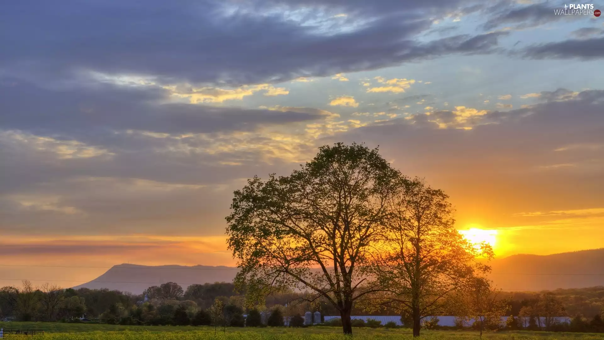 woods, Great Sunsets, viewes, Mountains, trees