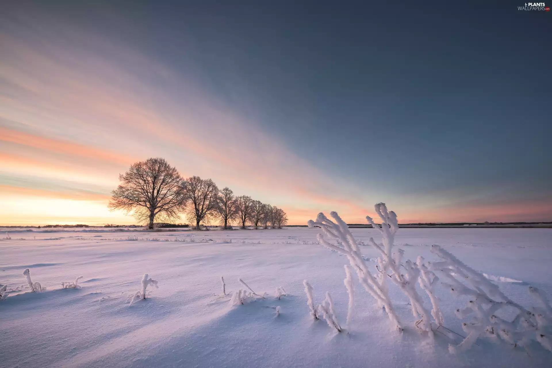 winter, Sweden, trees, viewes, Field, Uppsala County