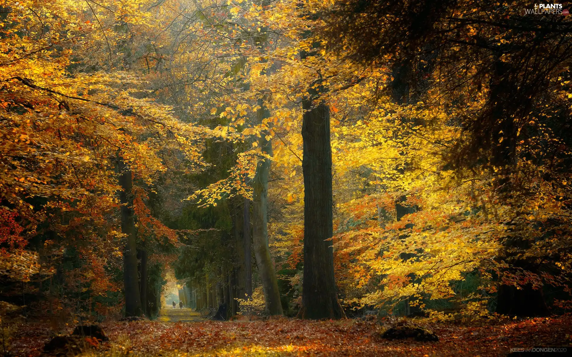 forest, trees, trees, viewes, autumn, Way, viewes