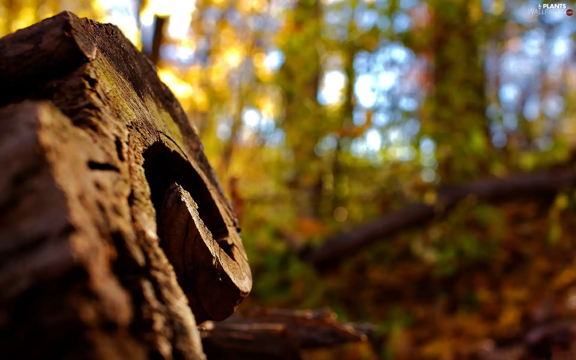 viewes, trunk, trees