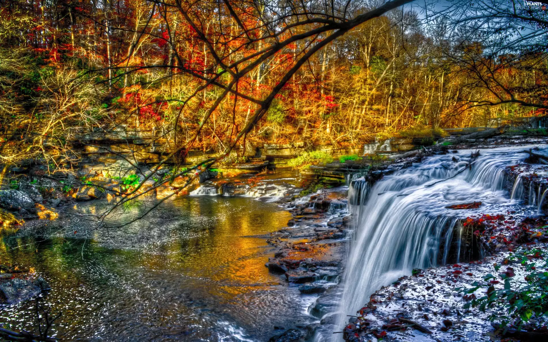 trees, forest, waterfalls, viewes