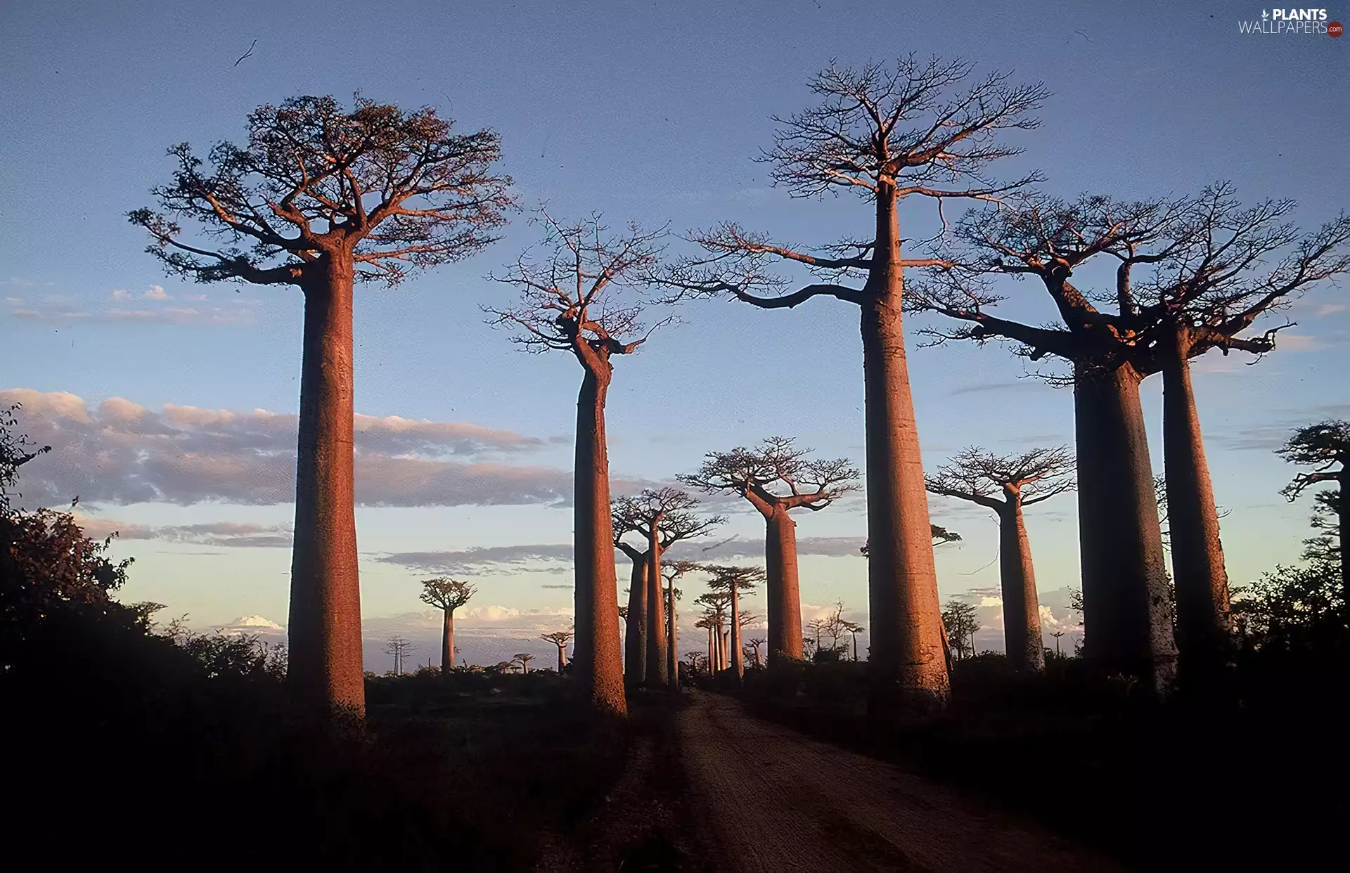 trees, Baobab, Way, viewes