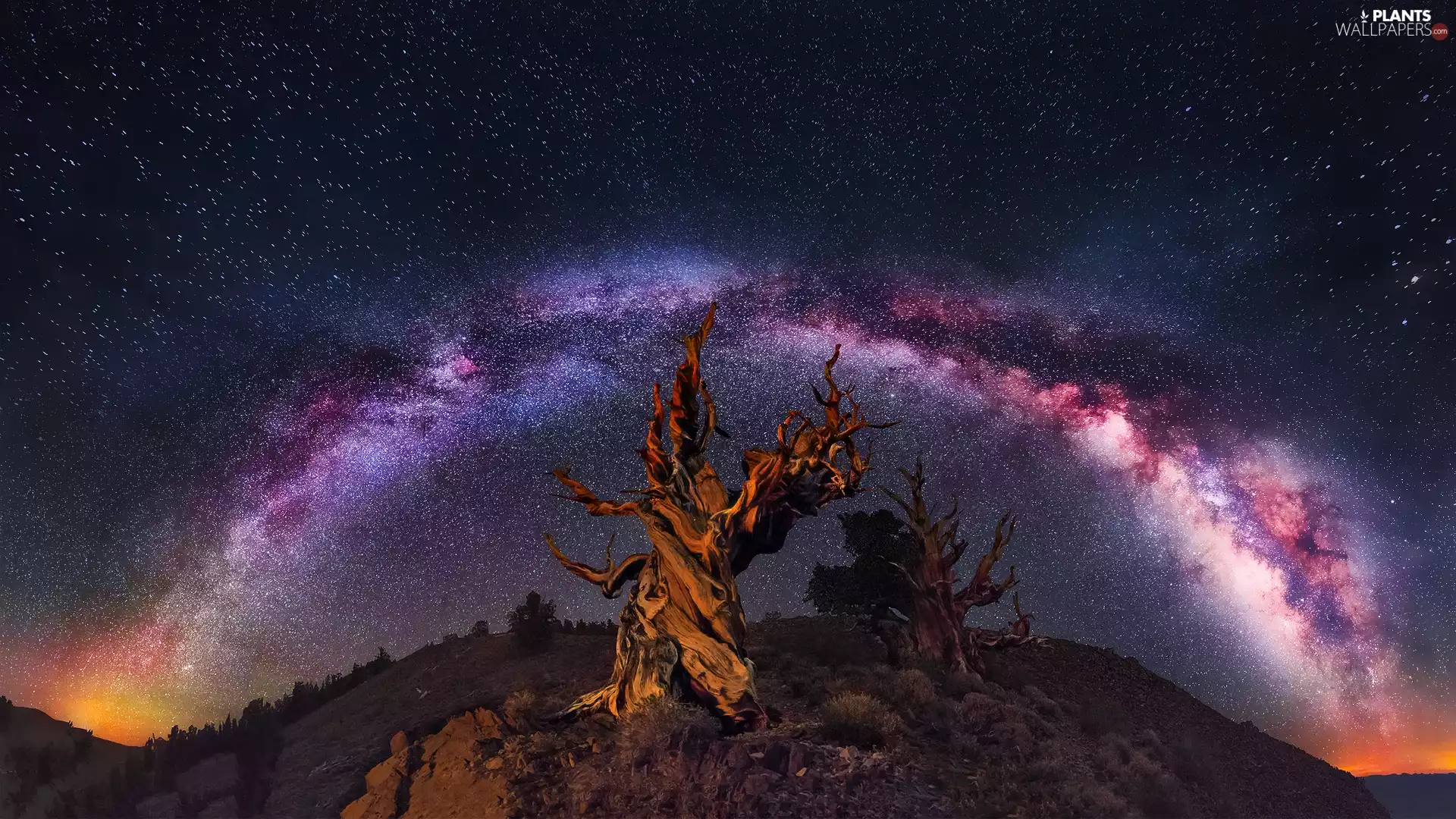 viewes, branches, Night, Sky, Star way, trees, Hill, star
