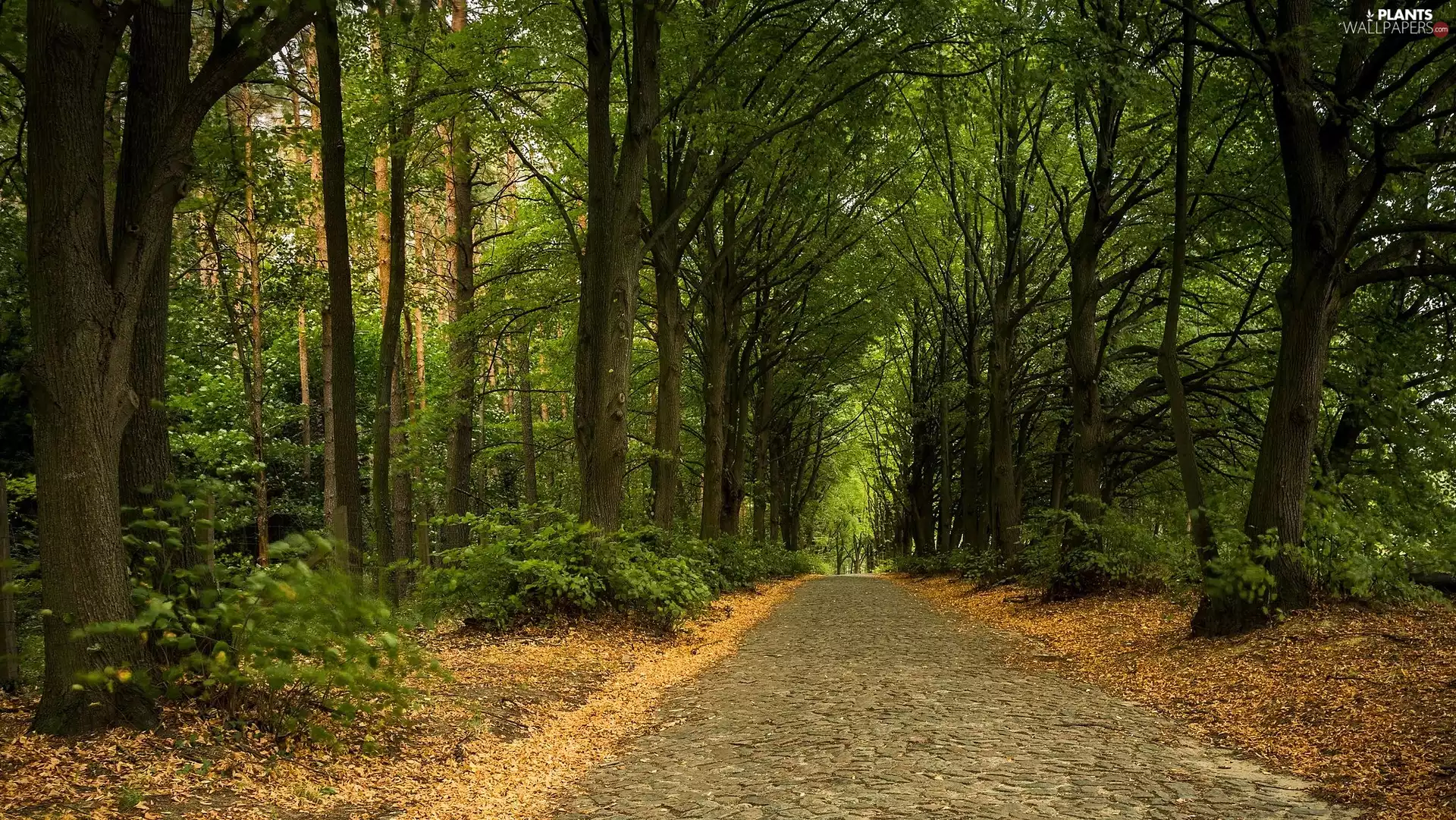 trees, paved, Way, viewes