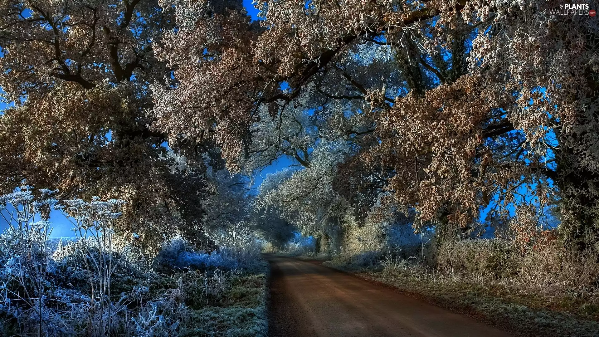 trees, rime, Way, viewes