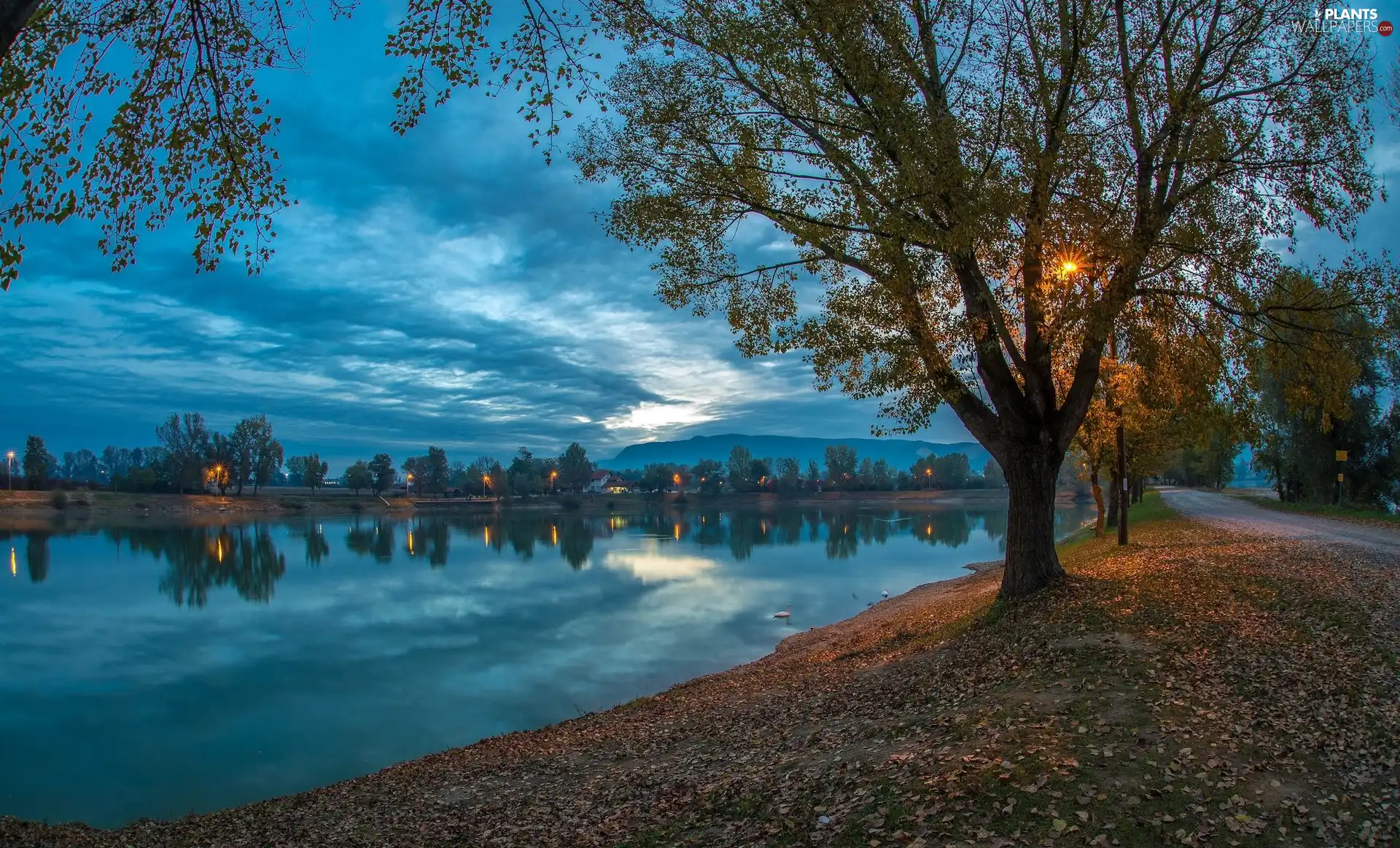 Way, rays of the Sun, trees, viewes, River