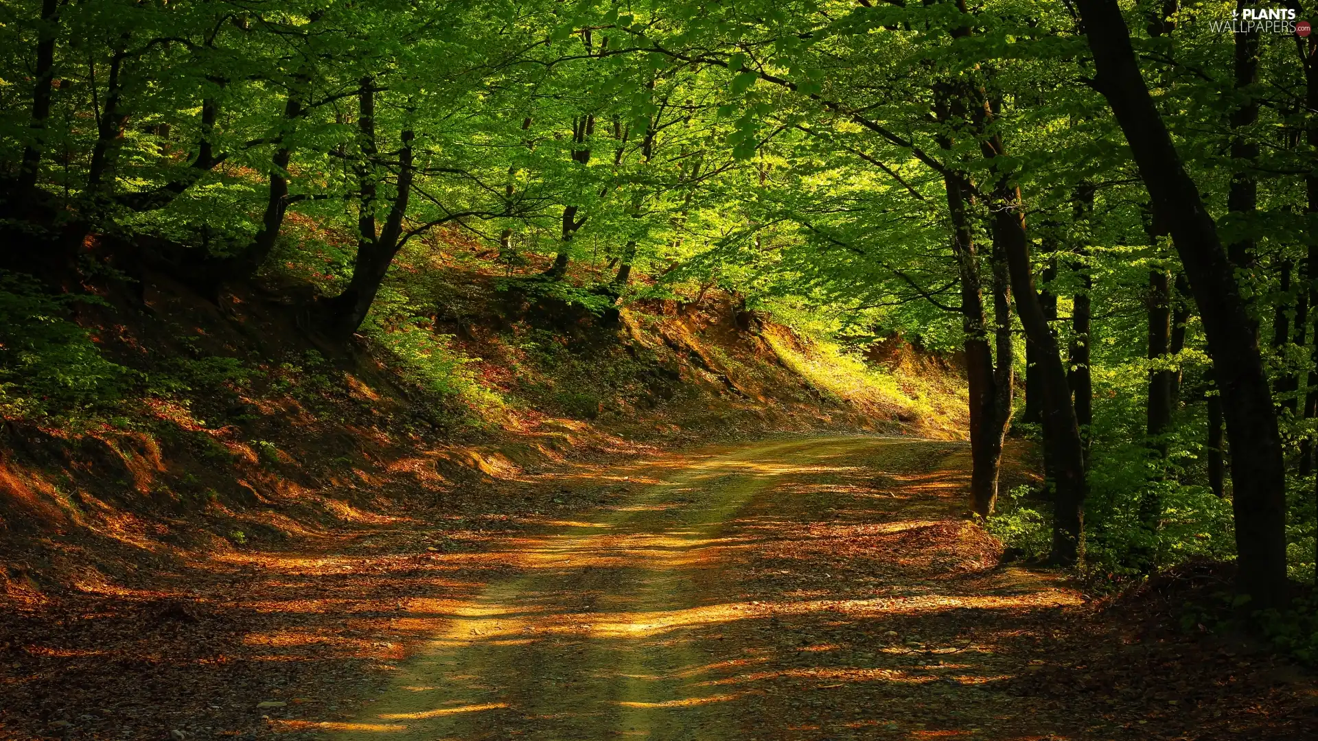 Way, light breaking through sky, trees, viewes, forest