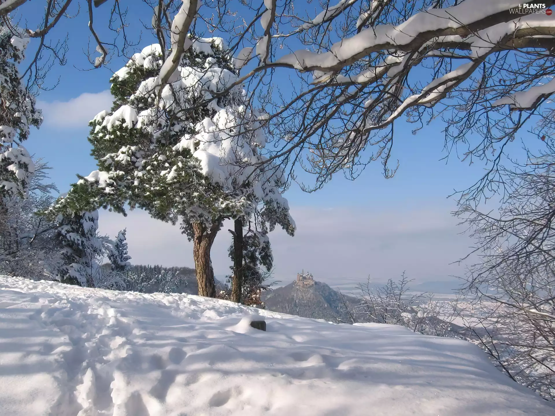 viewes, winter, trees