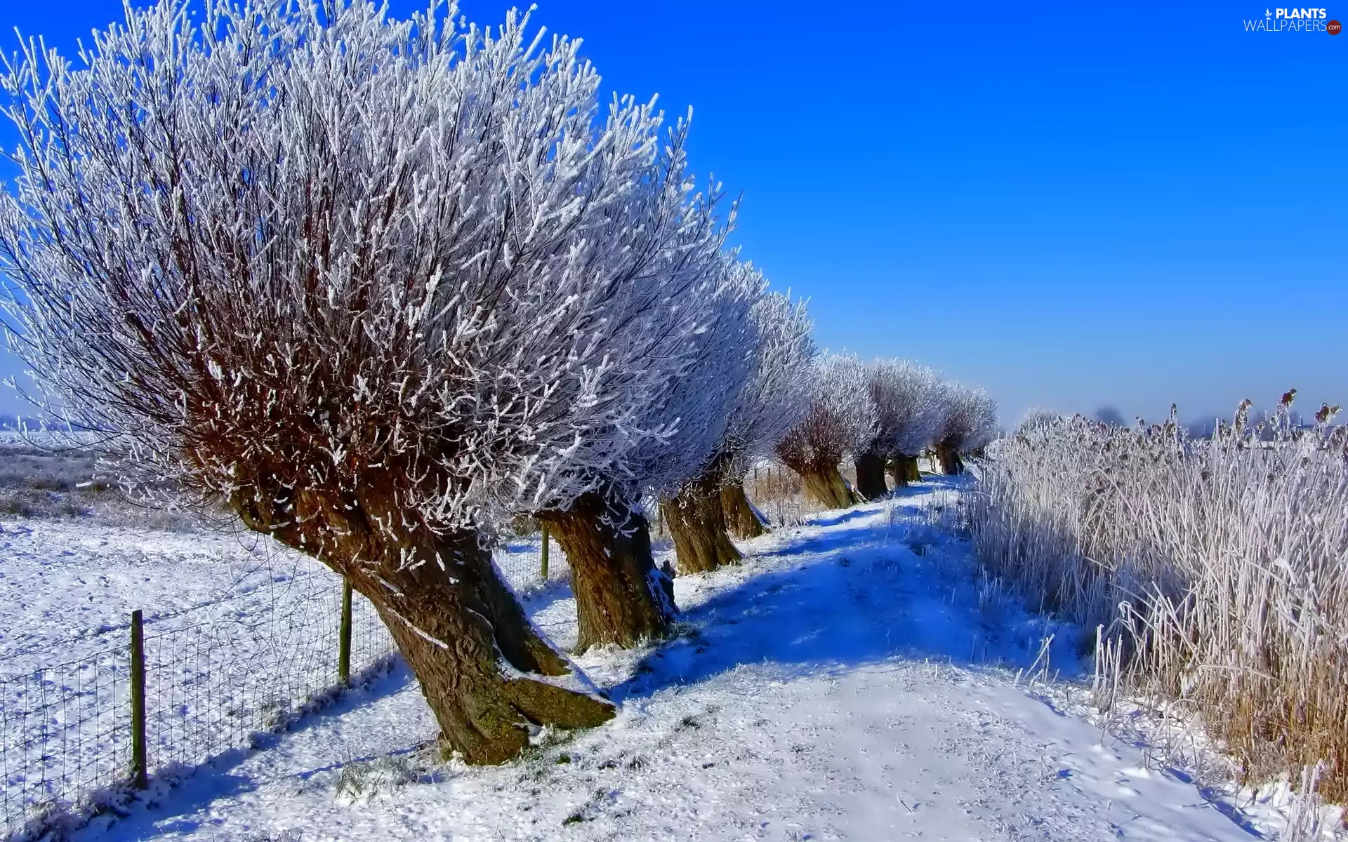 viewes, winter, trees