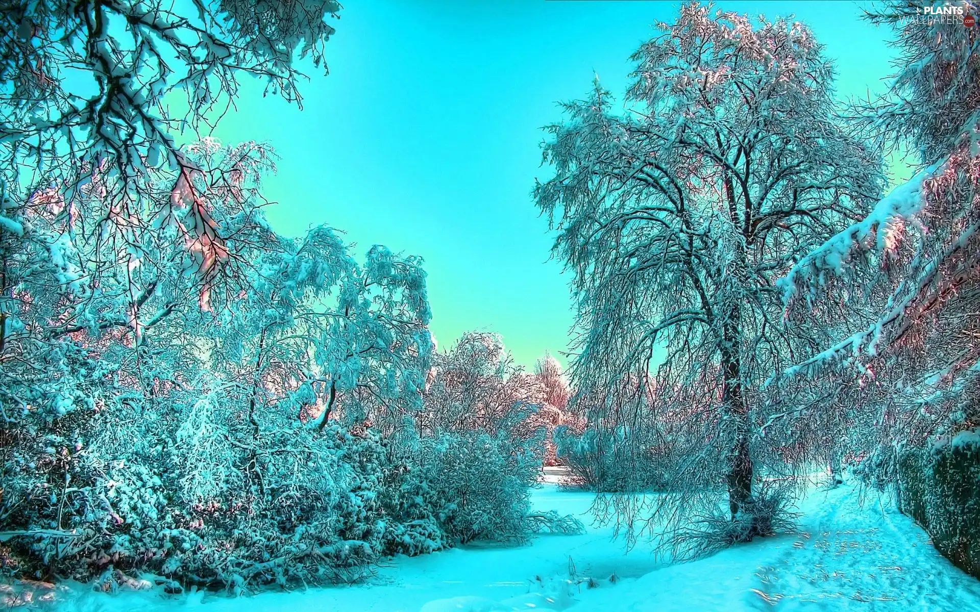 viewes, winter, trees