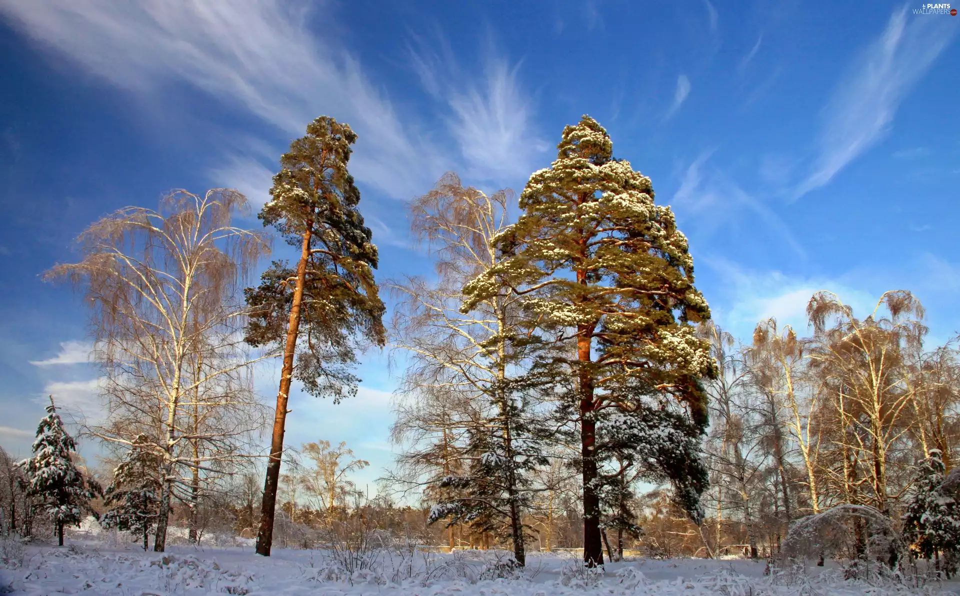 viewes, winter, trees