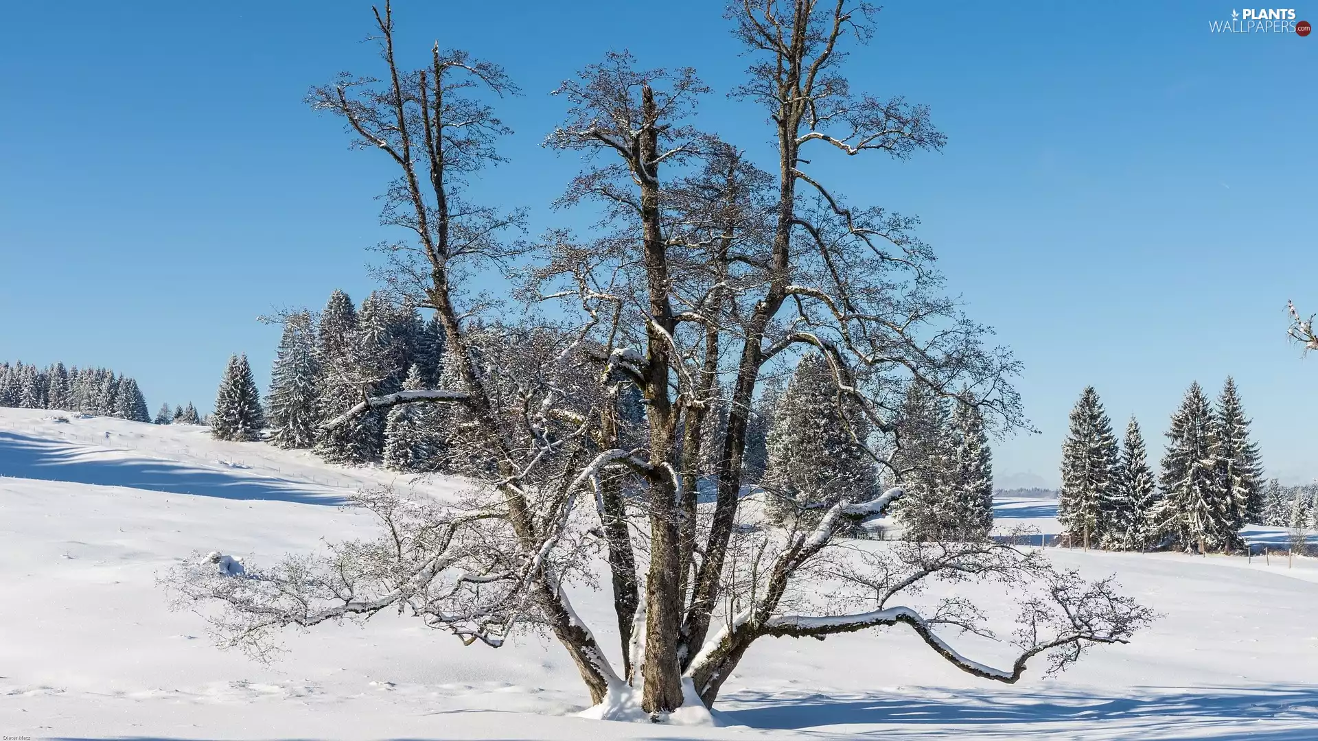 viewes, winter, trees