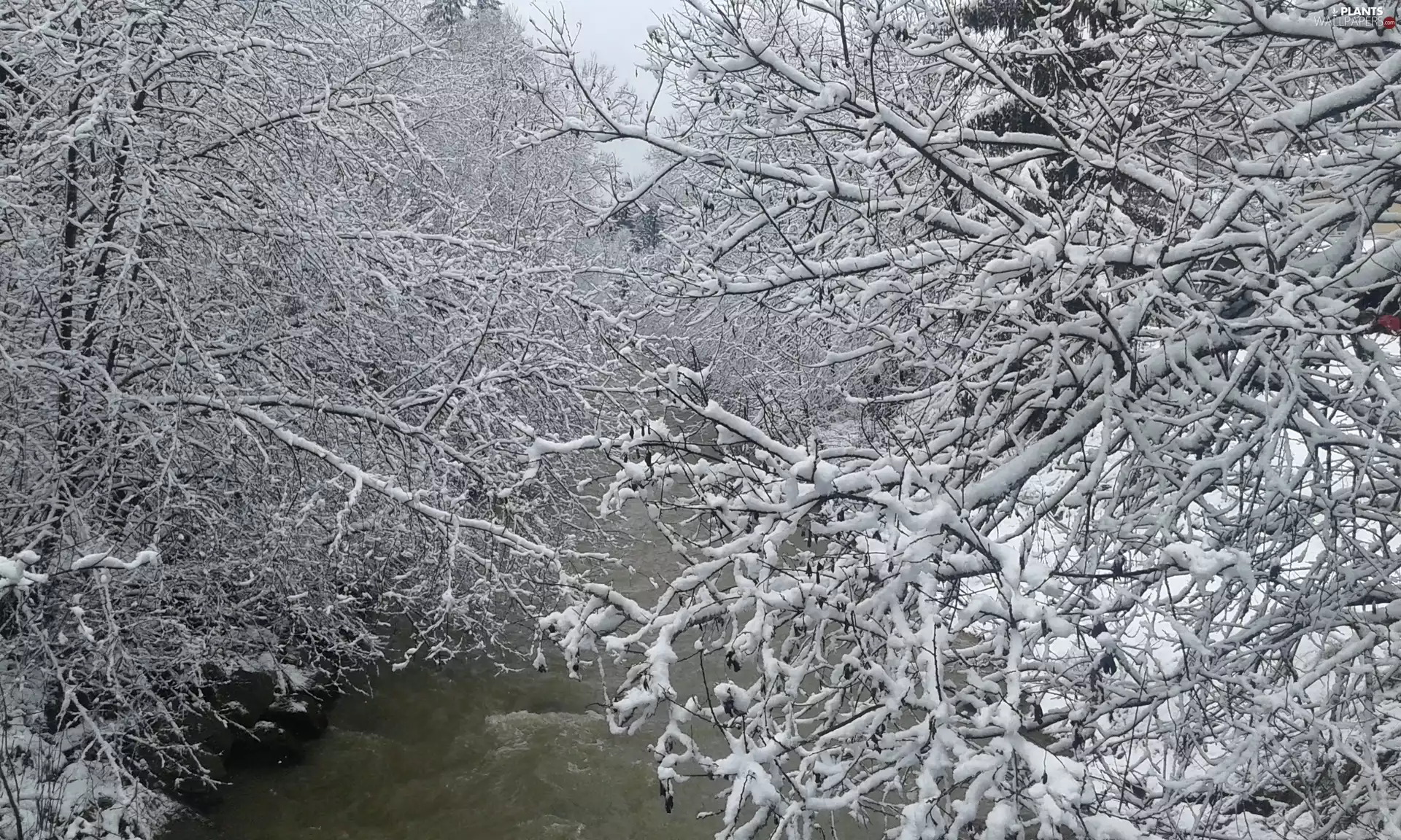 viewes, winter, trees