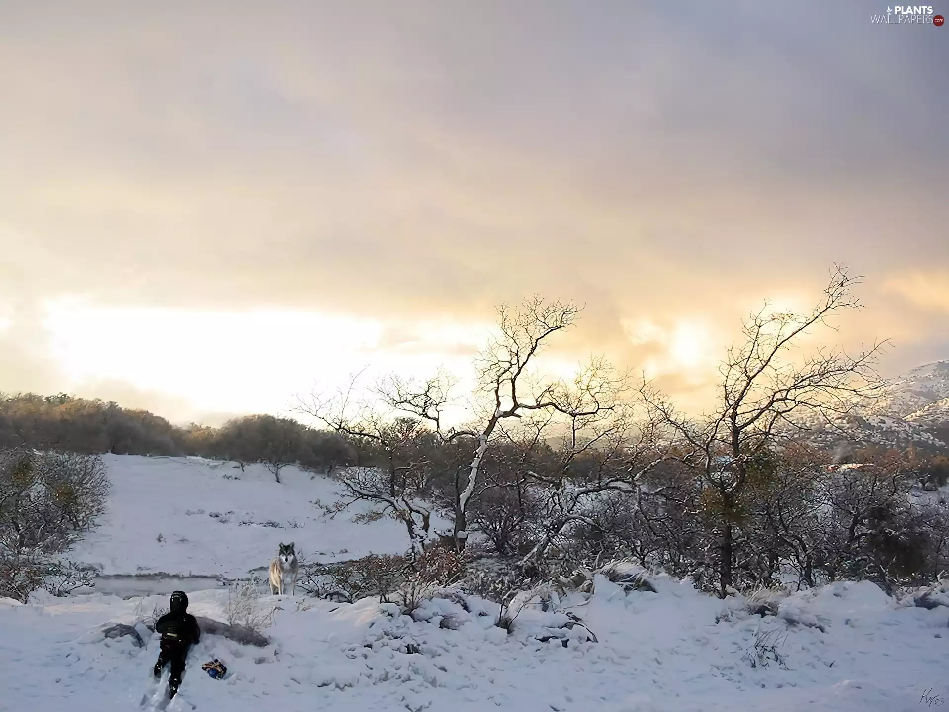 viewes, winter, trees
