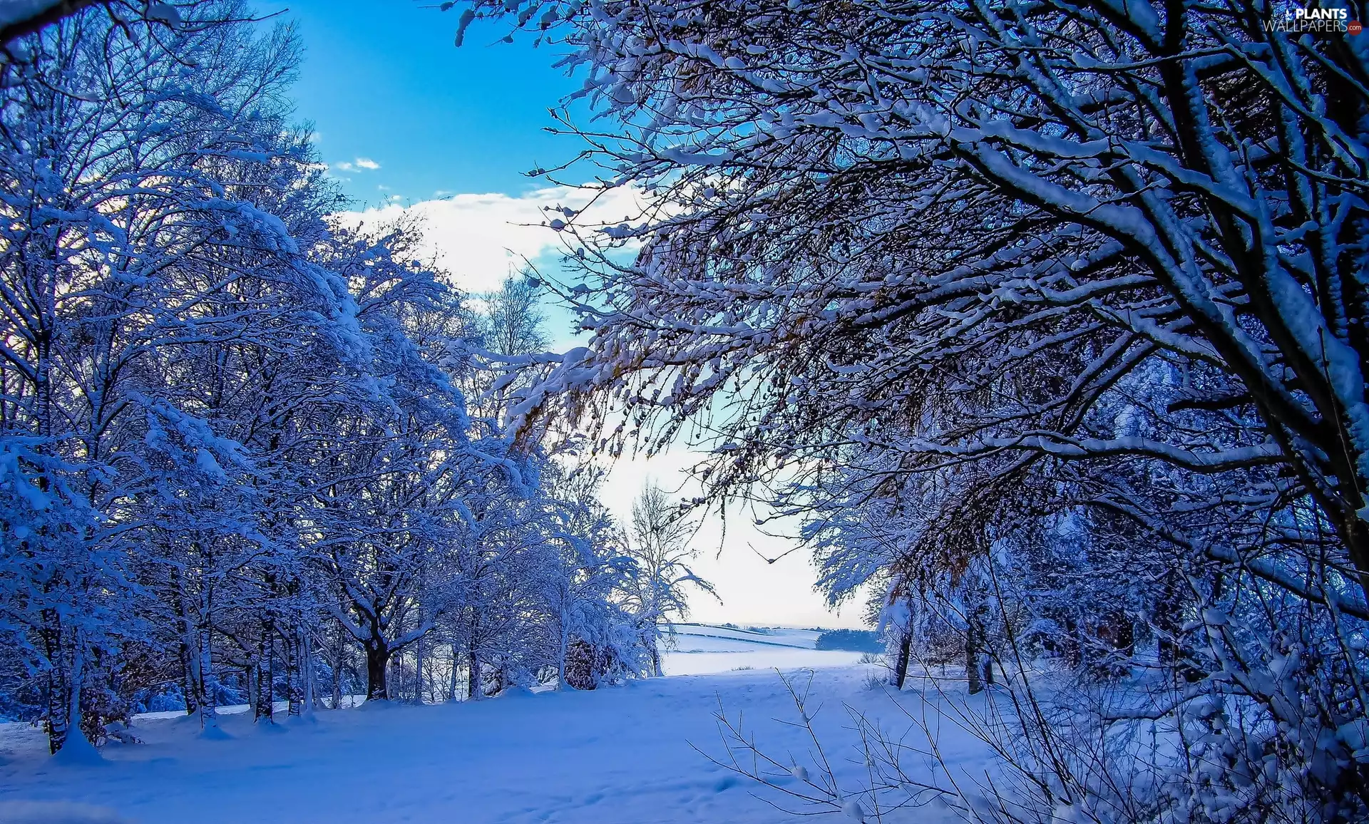 viewes, winter, trees