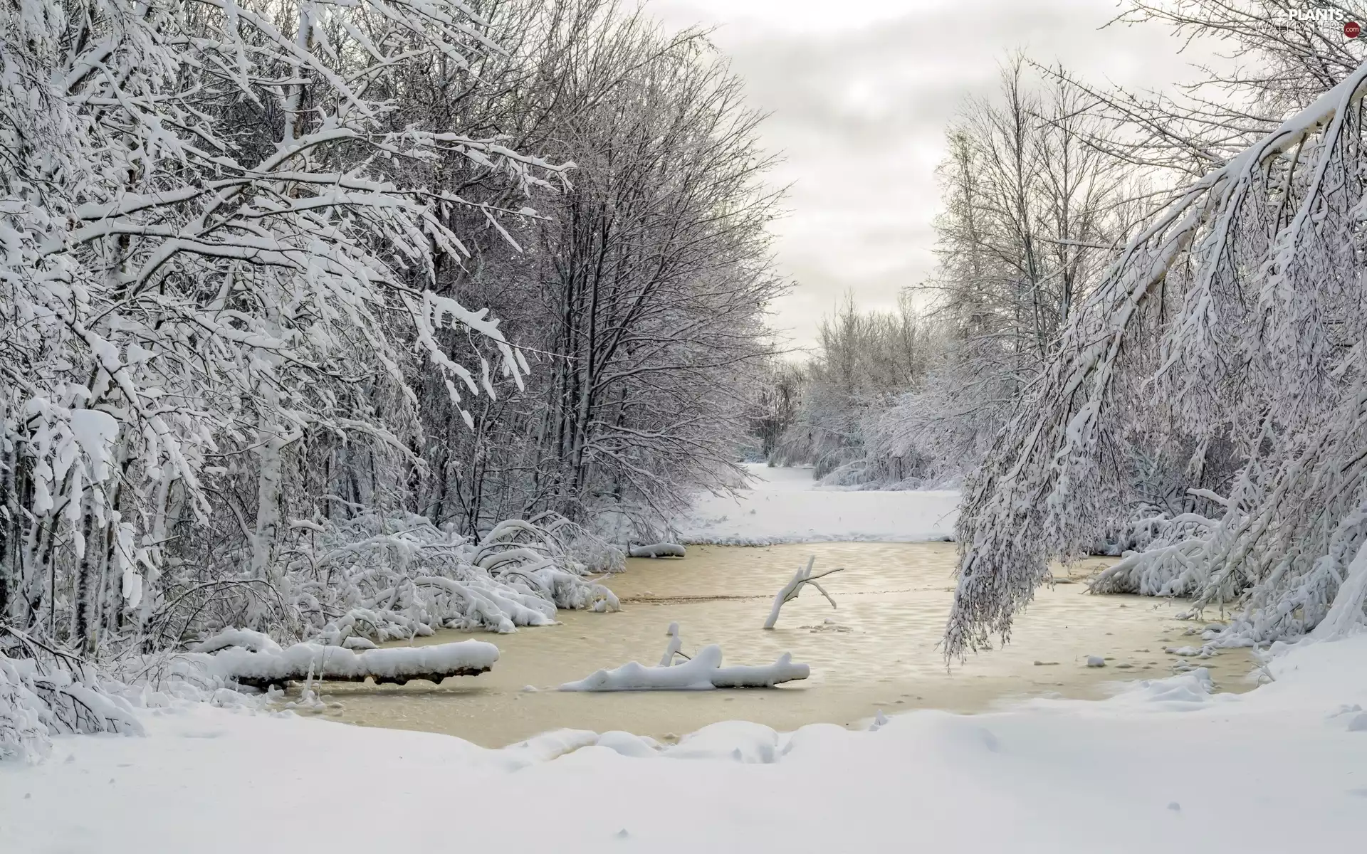 forest, winter, trees, viewes, Snowy, Pond - car
